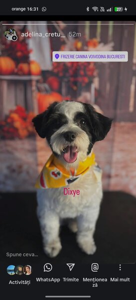 Frizerie Canina Voivodina,