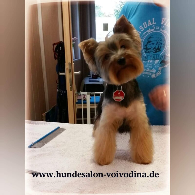 Frizerie Canina Voivodina,