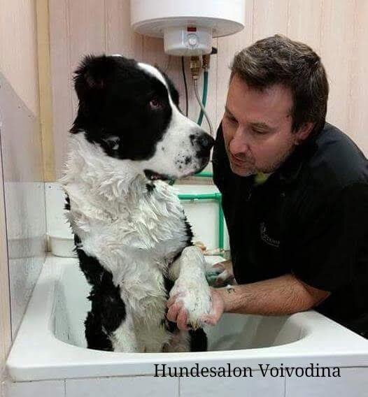 Frizerie Canina Voivodina,