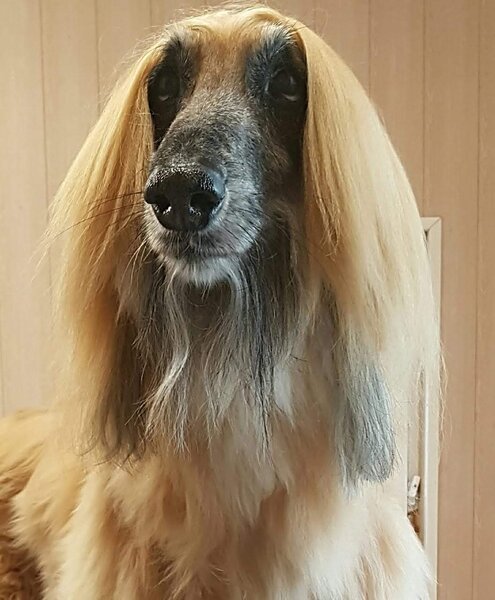 Frizerie Canina Voivodina,