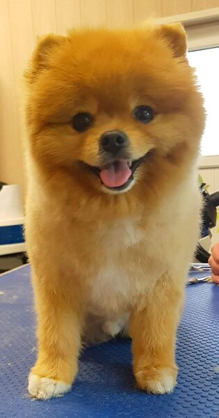 Frizerie Canina Voivodina,