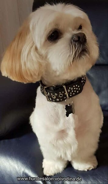 Frizerie Canina Voivodina,