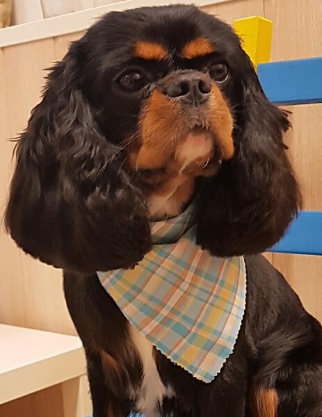 Frizerie Canina Voivodina,