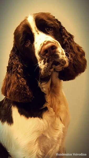 Frizerie Canina Voivodina,