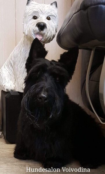 Frizerie Canina Voivodina,